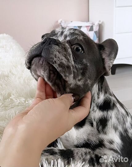 Французский бульдог