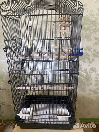 Попугаи кореллы пара