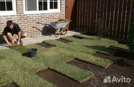 Рулонный газон
