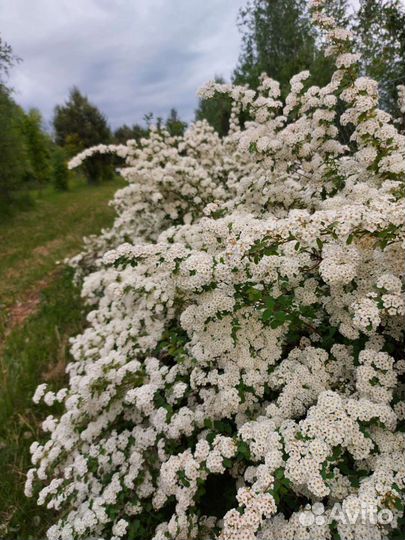 Спирея Сноумаунд саженцы