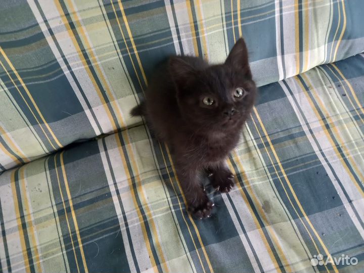 Черный котенок