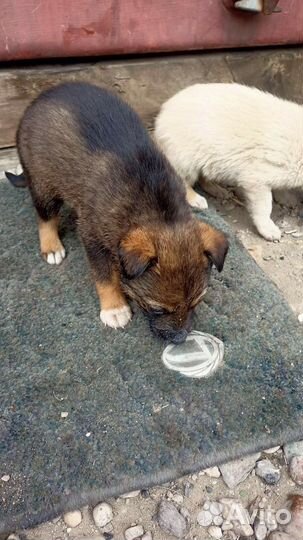 Собака в добрые руки отдам бесплатно
