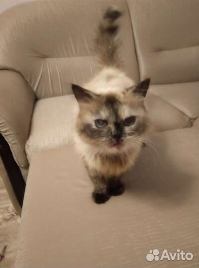 Кошка в дар бесплатно