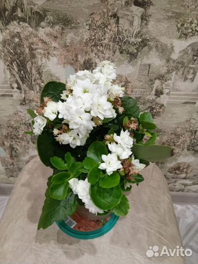 Комнатные цветы