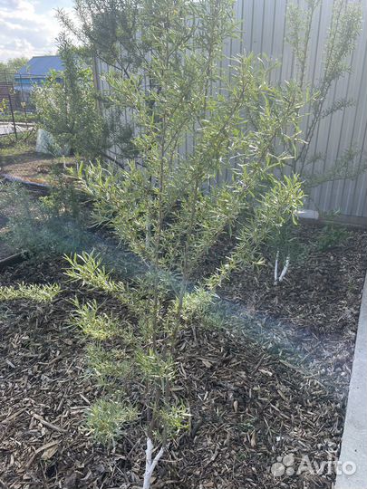 Саженцы Облепихи