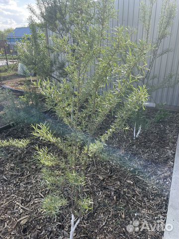 Саженцы Облепихи