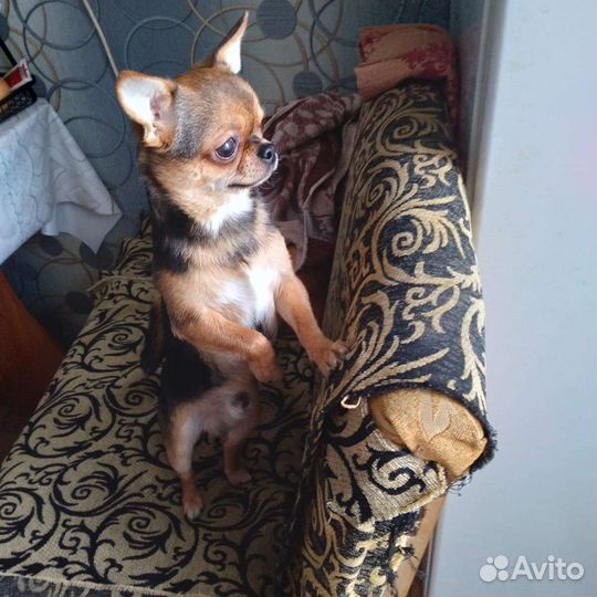 Ищем девочку для вязки