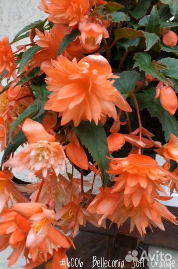 Бегония Махровая Ампельная Begonia Belleconia