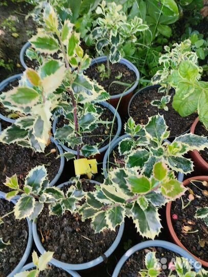 Падуб остролистный