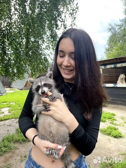 Программа с енотами