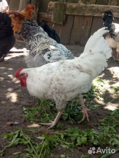 Куры молодые