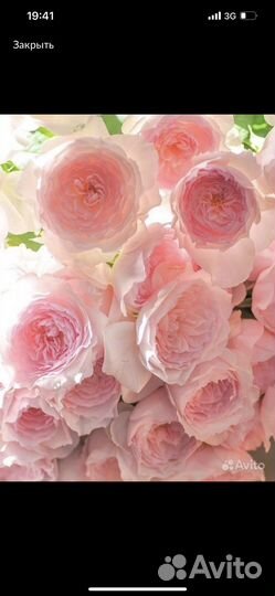 5 саженцев японских роз