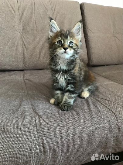 Котята мейнкун