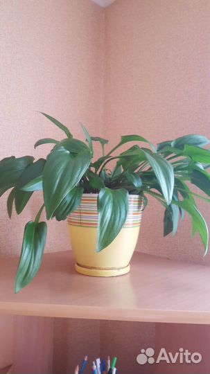 Цветок с горшком керамика