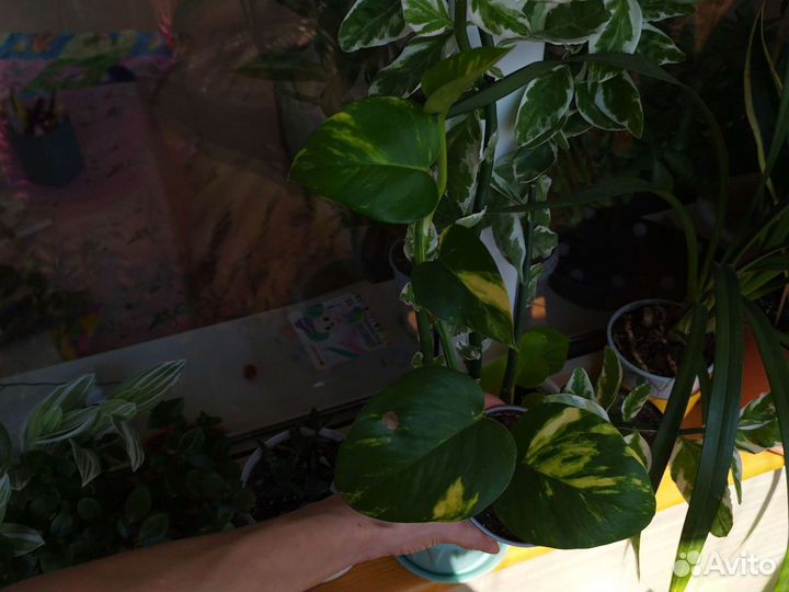 Эпипремиум, сциндапсус Серебристая Энн