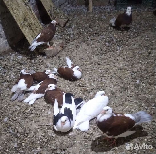 Бакинские широкохвостые голуби