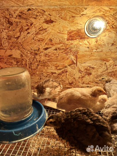 Перепелки, икуб яйцо