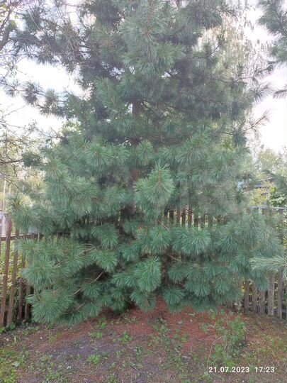 Дача 100 м² на участке 6 сот.