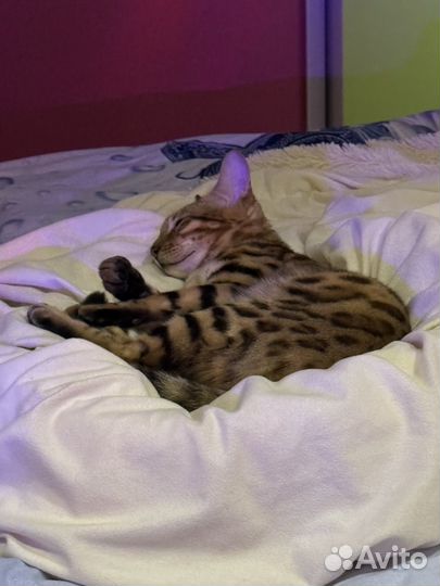 Бенгальский кот