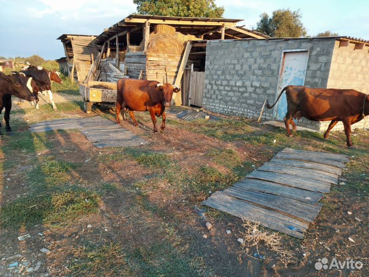 Продаю коровы дойные 5 голов