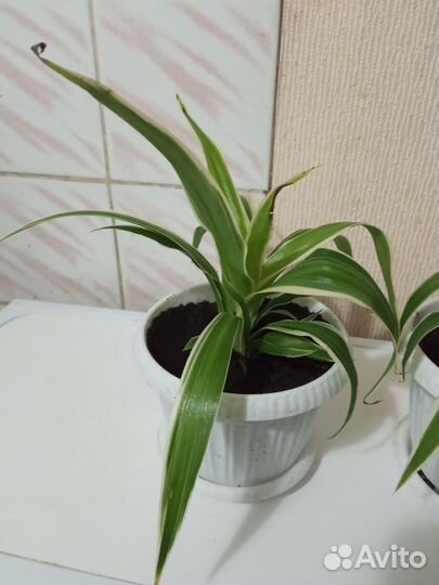 Хлорофитум в горшке