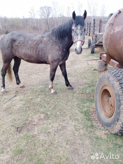 Продам жеребца