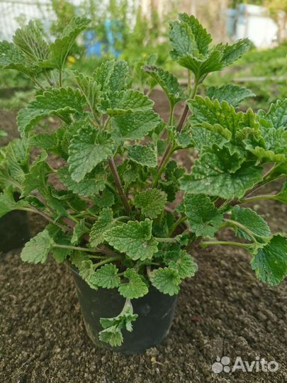 Мелисса трава