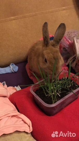 Кролик декоративный