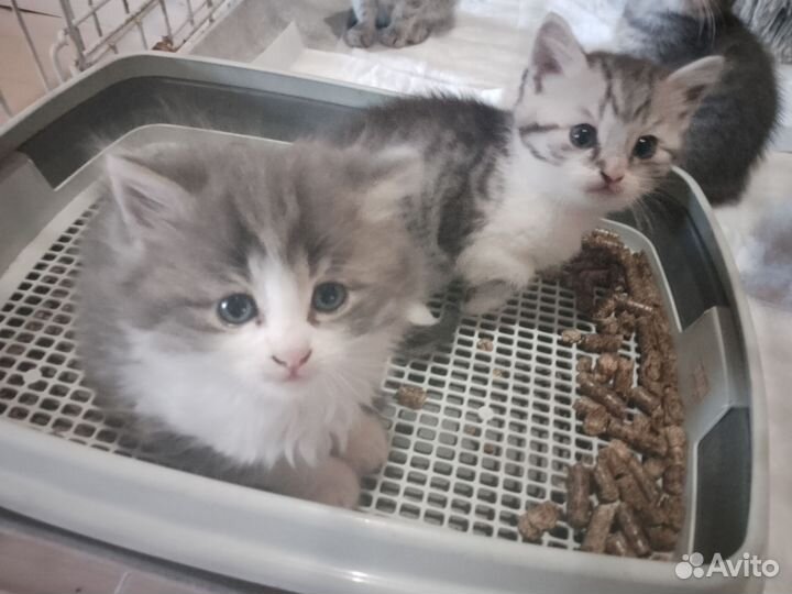 Продаю котят