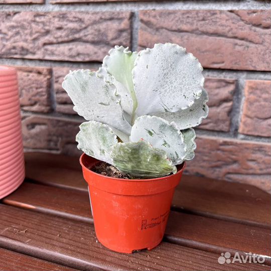 Суккулент Котиледон Ундулата D8