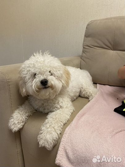 Бешон фризе вязка