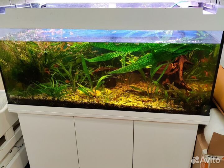 Криптокарина эхинодорус какое то растение