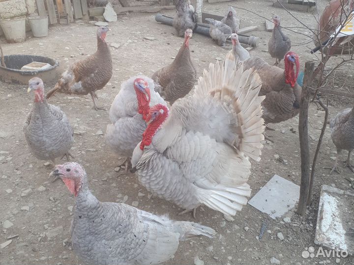 Инкубационное яйцо кур и индюшек аспидной породы