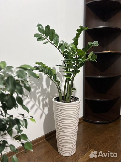 Замиокулькас