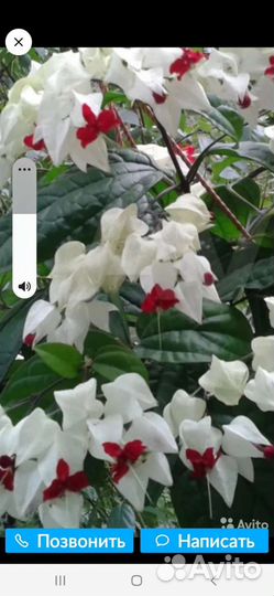 Клеродендрон Томпсона