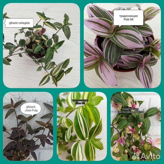 Традесканции сортовые и новинки