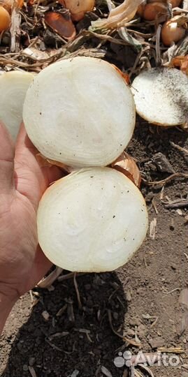 Лук Штутгарт на перо от 3 тонн