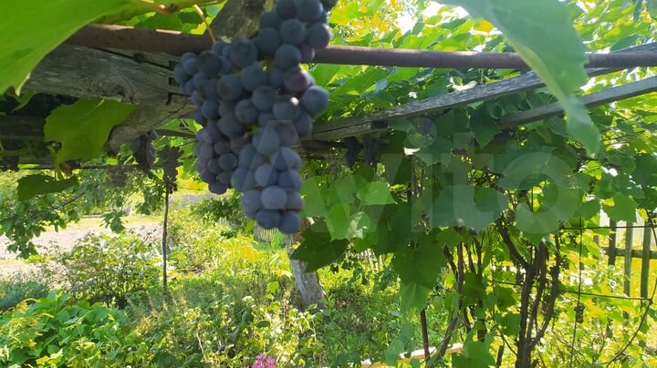 Дача 40 м² на участке 15 сот.