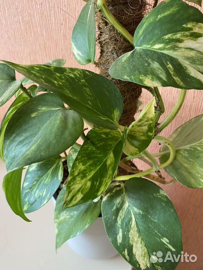 Сциндапсус золотистый