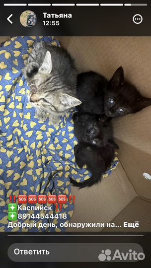 Котята