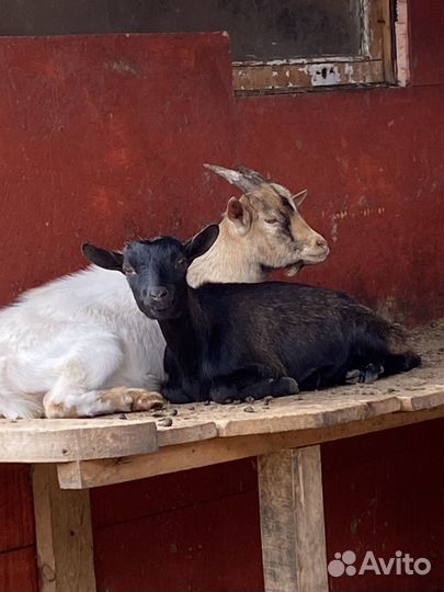 Козел камерунский