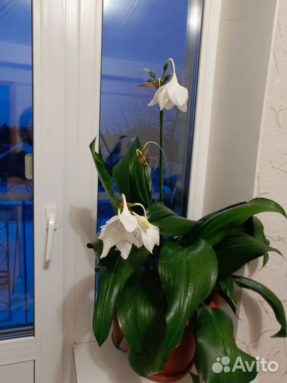 Большой комнатный цветок Амазонская Лилия