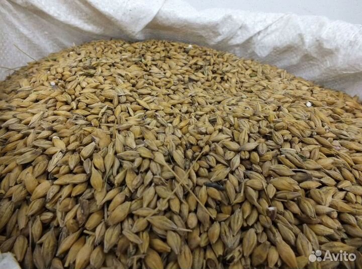 Зерно, овес, ячмень, пшеница