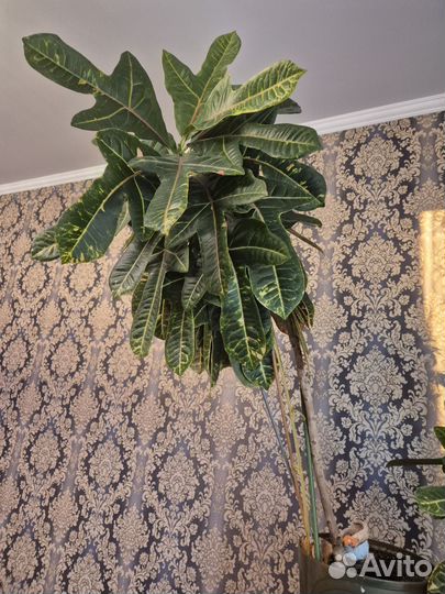 Сапоги женские зимние35размер