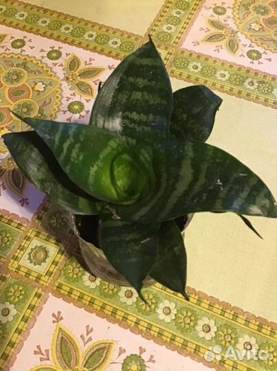 Щучий хвост и Ханни