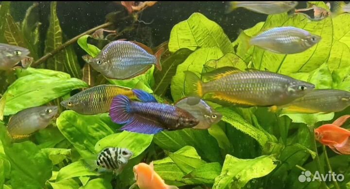 Аквариумные рыбки