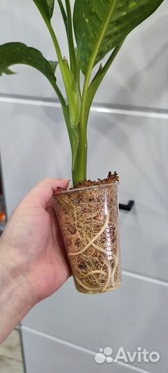 Диффенбахия Memoria Corsii (Мемори Корси)