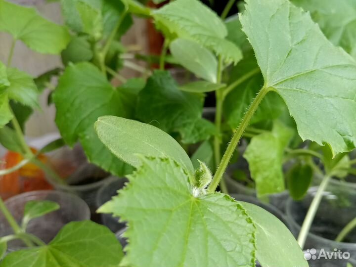 Продается рассада огурцов