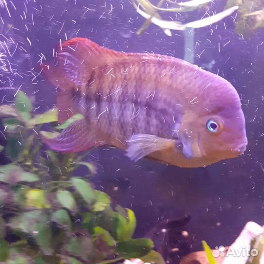 Цихлазома Седжика