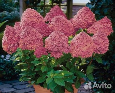 Гортензия саженцы
